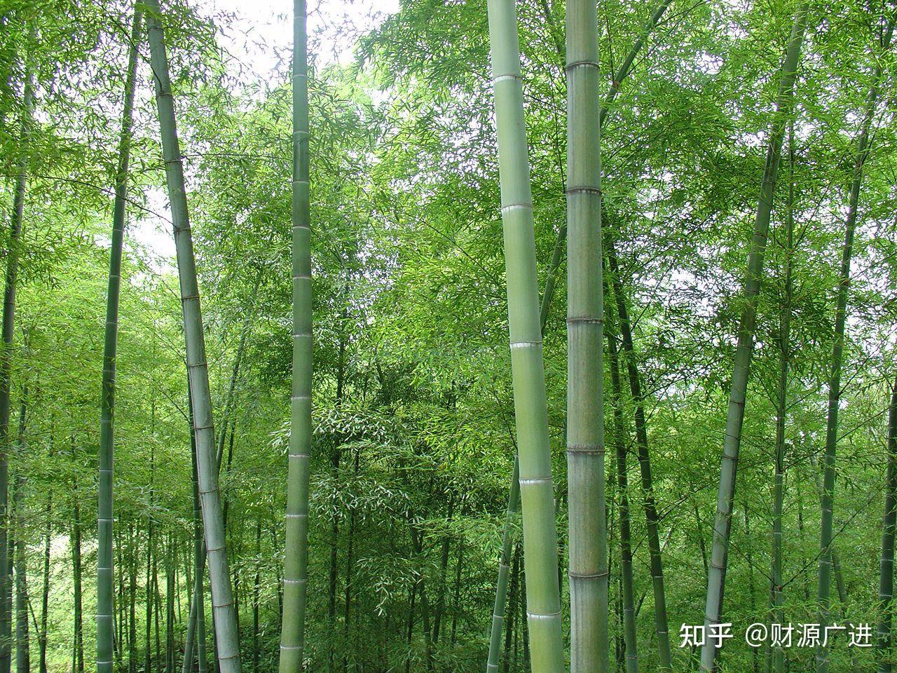 楠竹 - 知乎