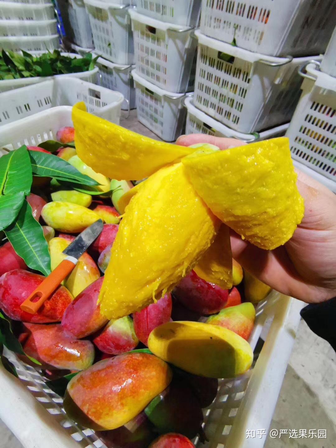 冬天了芒果怎么催熟啊