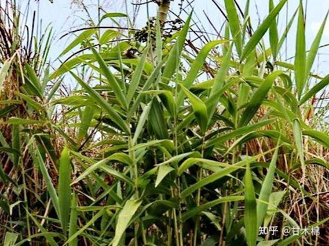 乡下有14种常见植物叶子可以用来包棕子，你认识几种？ - 知乎