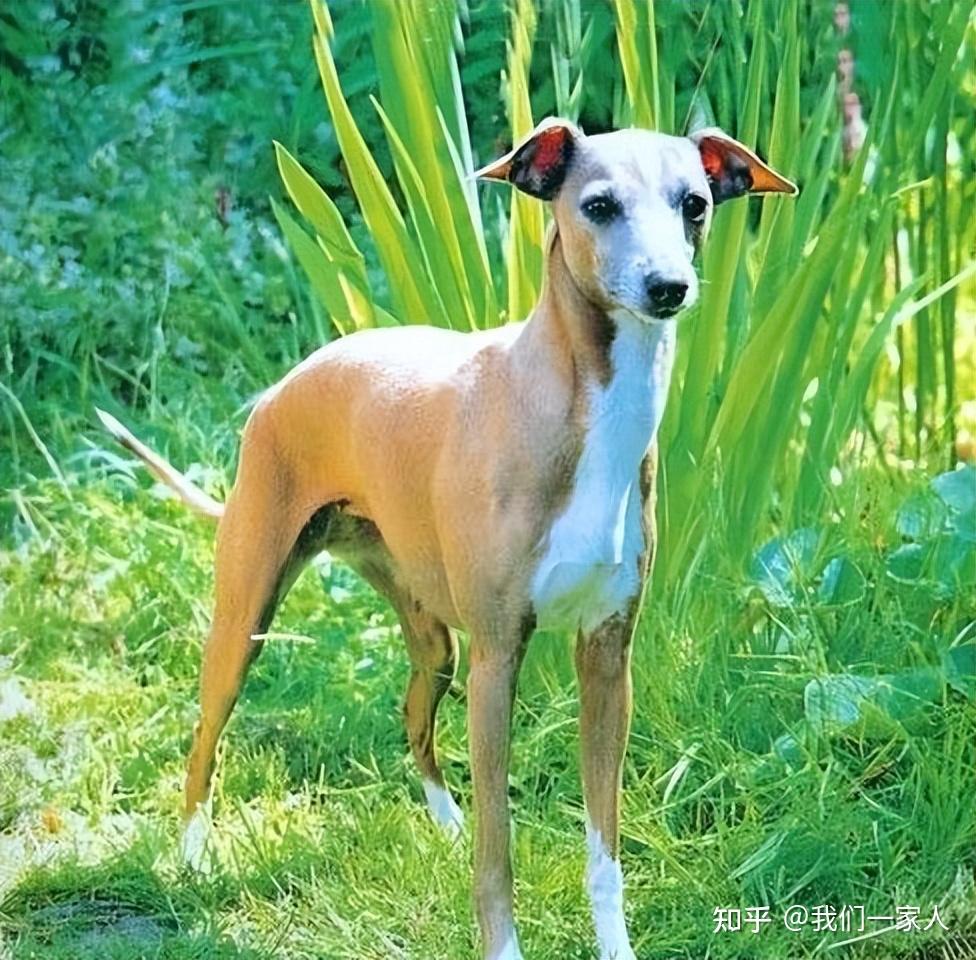 意大利灵缇犬，可爱又娇小的“精灵”，养了绝不后悔 - 知乎