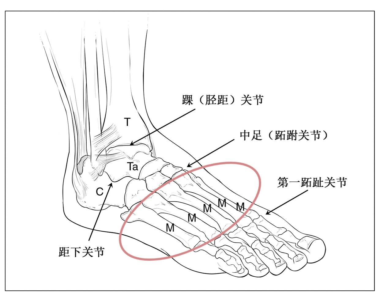 脚关节图片位置示意图图片