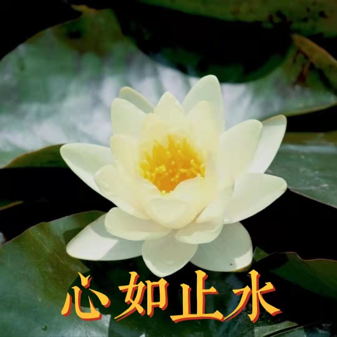 为什么很多中年妇女喜欢用荷花/莲花/荷塘图片做头像?