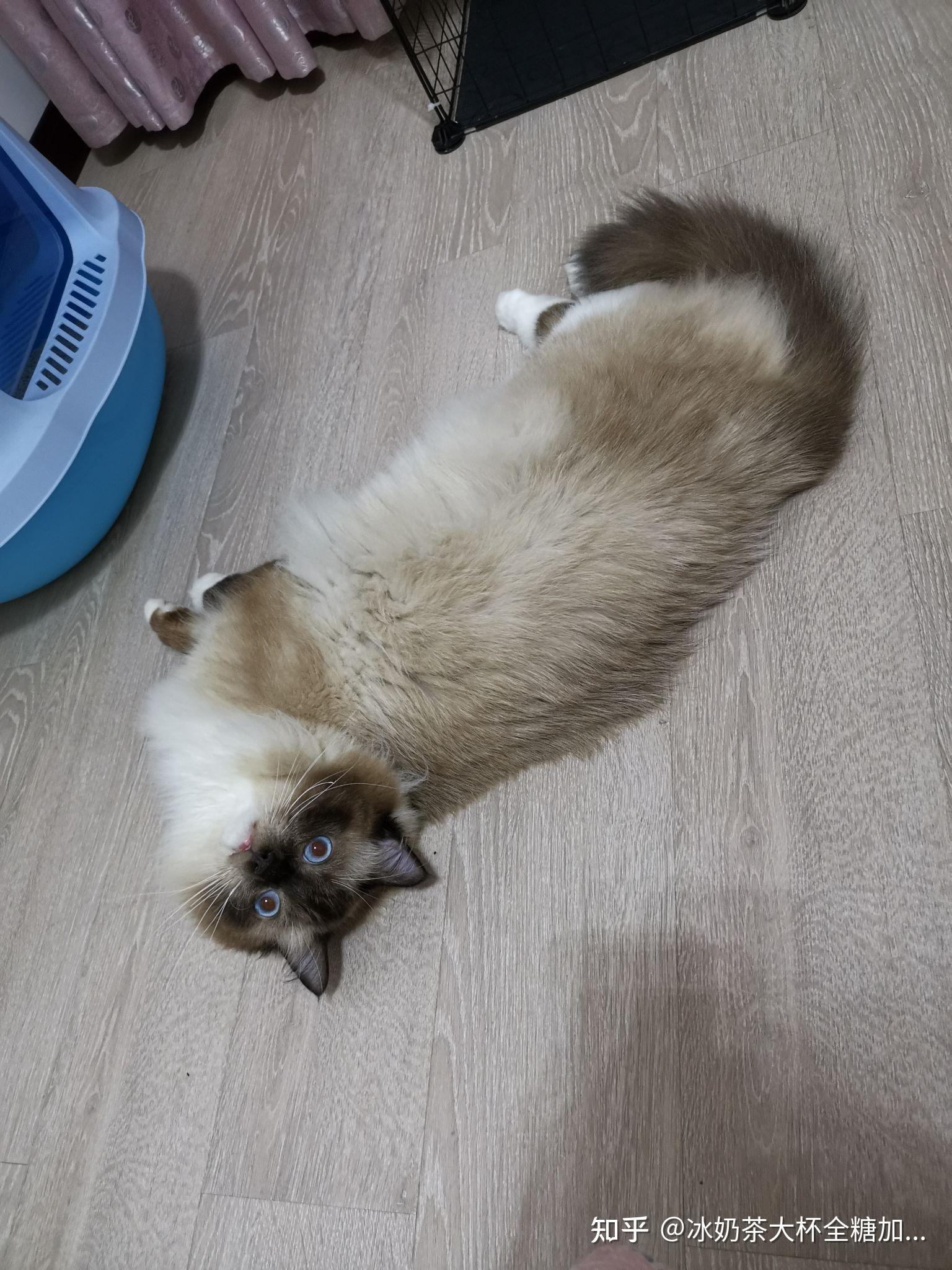 布偶猫这个样子爆毛之后会好看吗现在尴尬期好担心