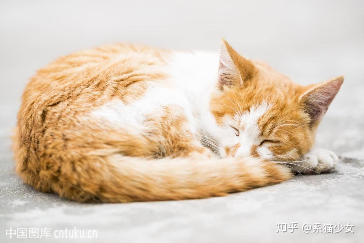 猫为什么一直这样趴着?