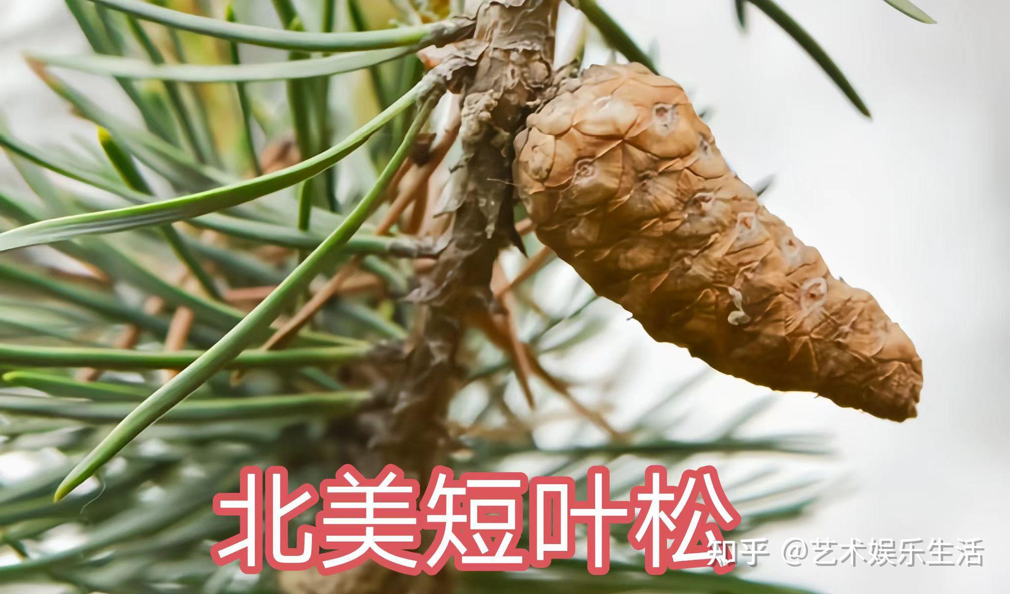 215种松科植物,最长寿的狐尾松已经活了4800岁 - 知乎