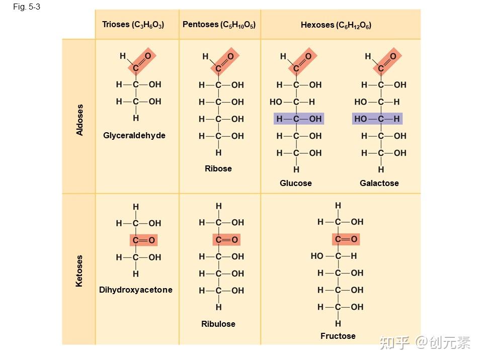 坎贝尔生物学 第五章 生物大分子的结构与功能 - 知乎