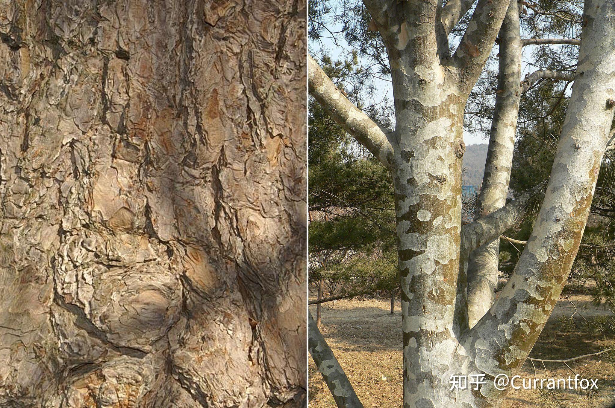有哪些树可以通过树皮认出来? - 知乎