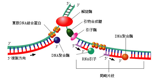 为什么在没有端粒酶的情况下，端粒越复制越短？ - 知乎