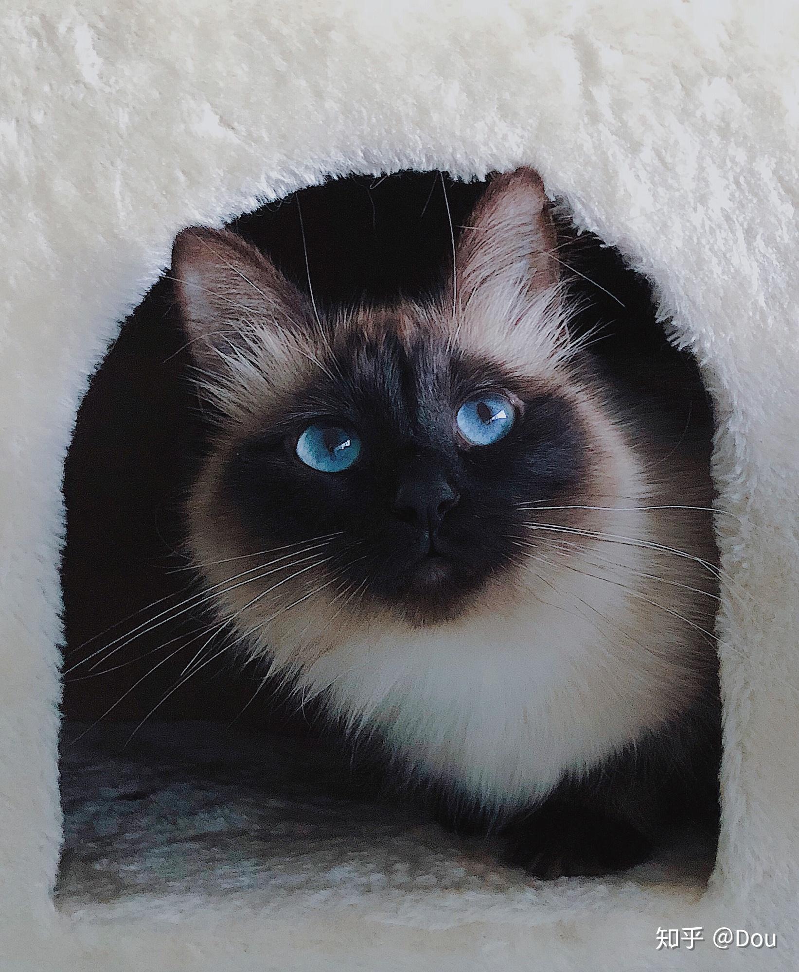 重点色布偶 (挖煤工,黑脸)到底有多可爱? - 知乎