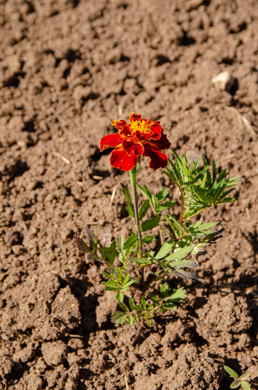 卫浴店摆放什么鲜花