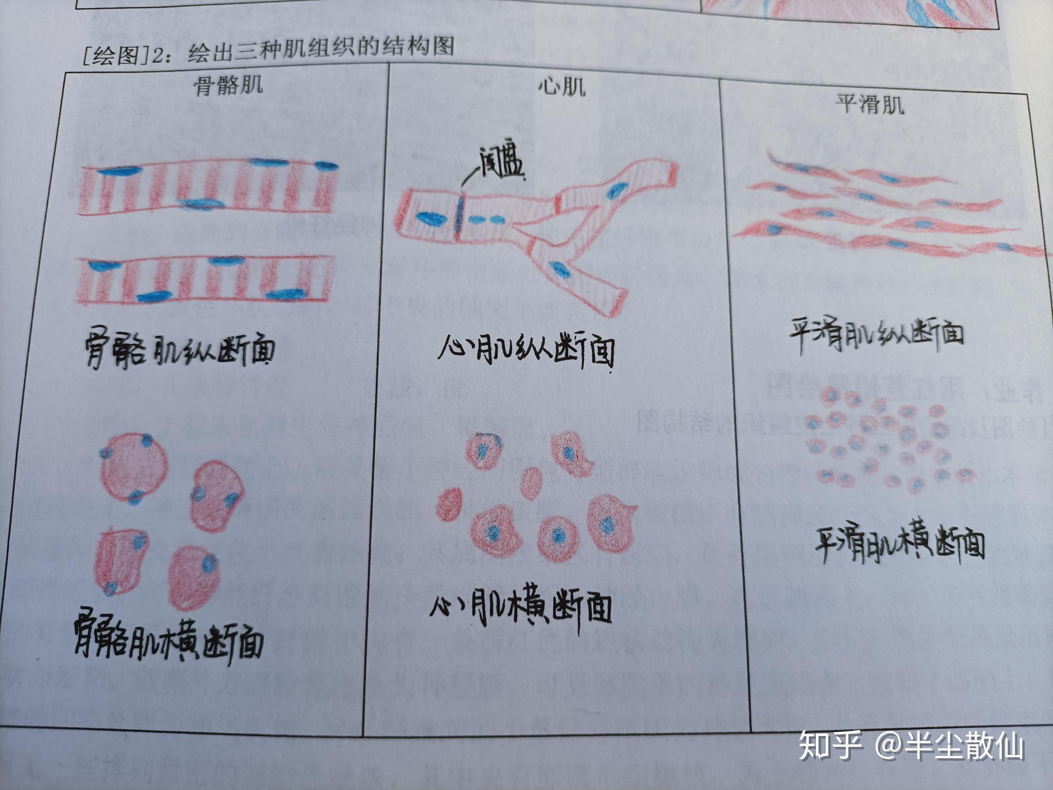 请问平滑肌红蓝铅笔手绘图怎么画 知乎