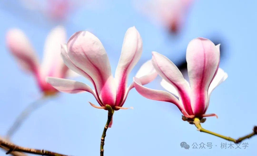 玉兰家族鉴别指南：从花期到花色，4步速查望春/白玉兰/二乔/紫玉兰！ - 知乎