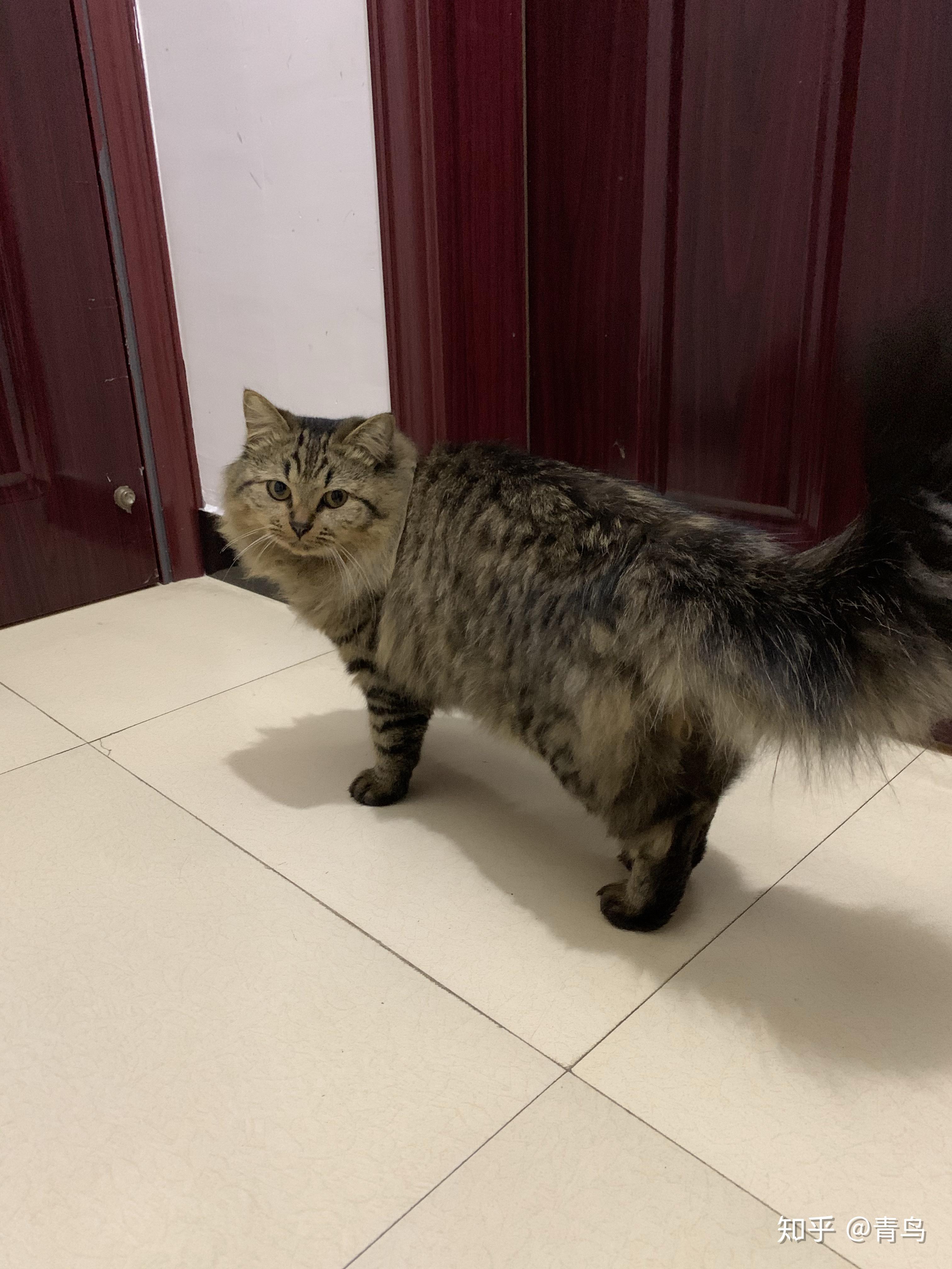 狸花猫有纯黑色的吗? - 知乎