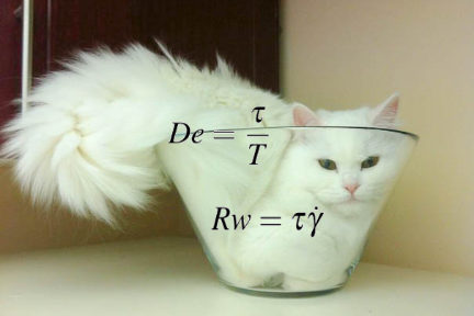 猫是液体吗 科学家们认真研究了这个问题 知乎