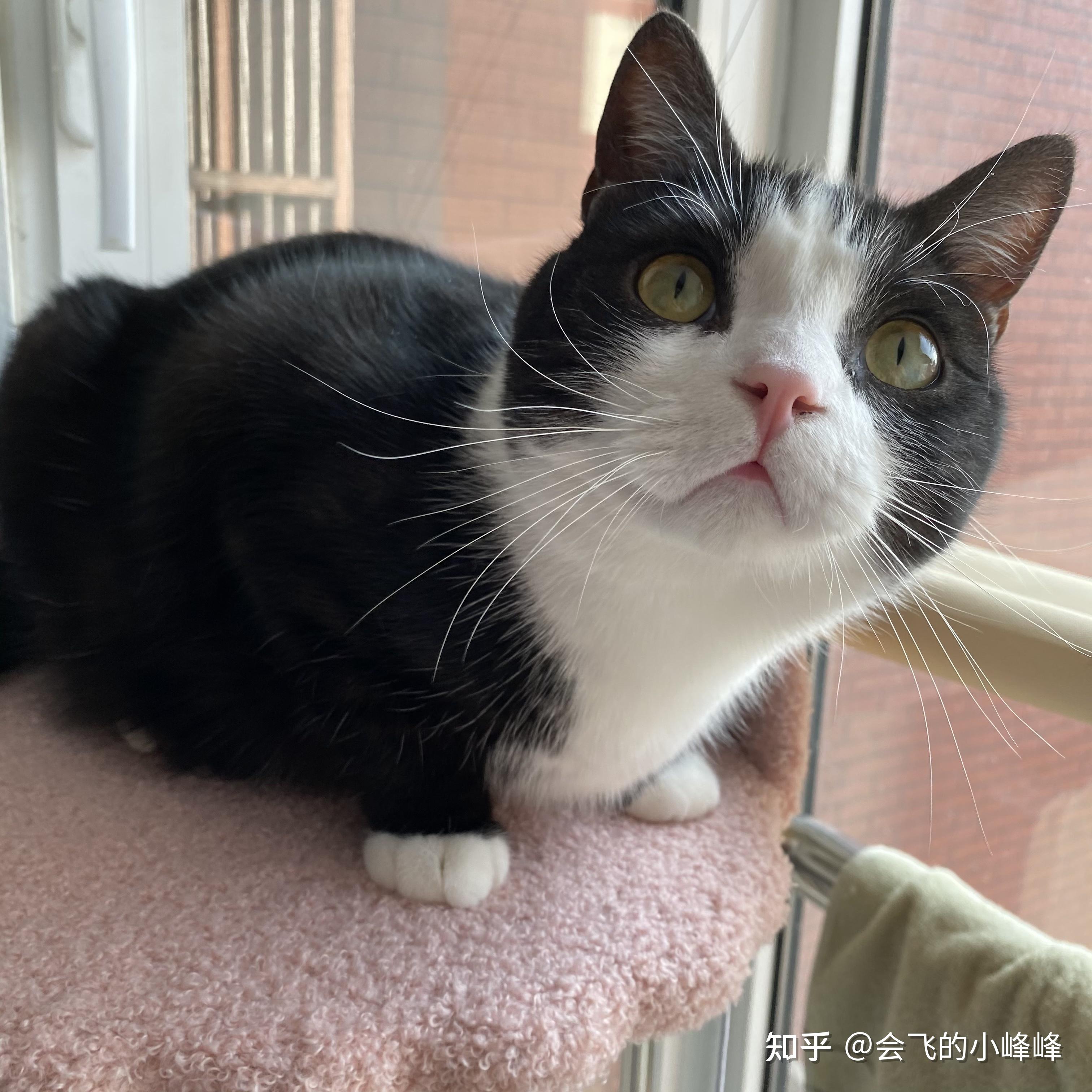 大家看看,我这只是美奶牛色美短吗?猫爸猫妈是美短虎斑和美短加白.