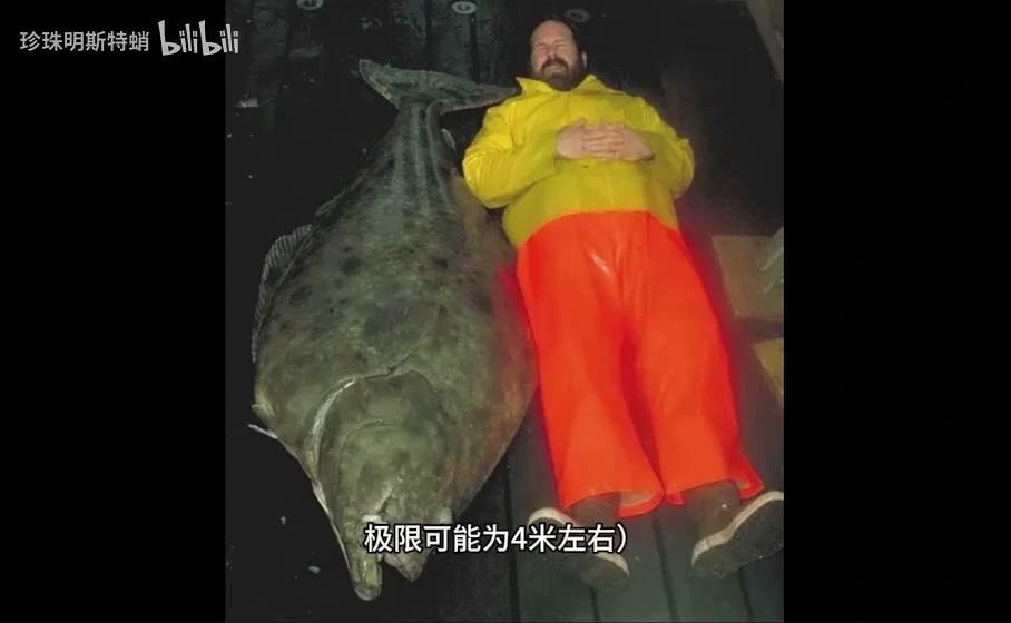 你可能吃过的“巨型比目鱼” 最大鲽形目-庸鲽属的简单介绍 - 知乎