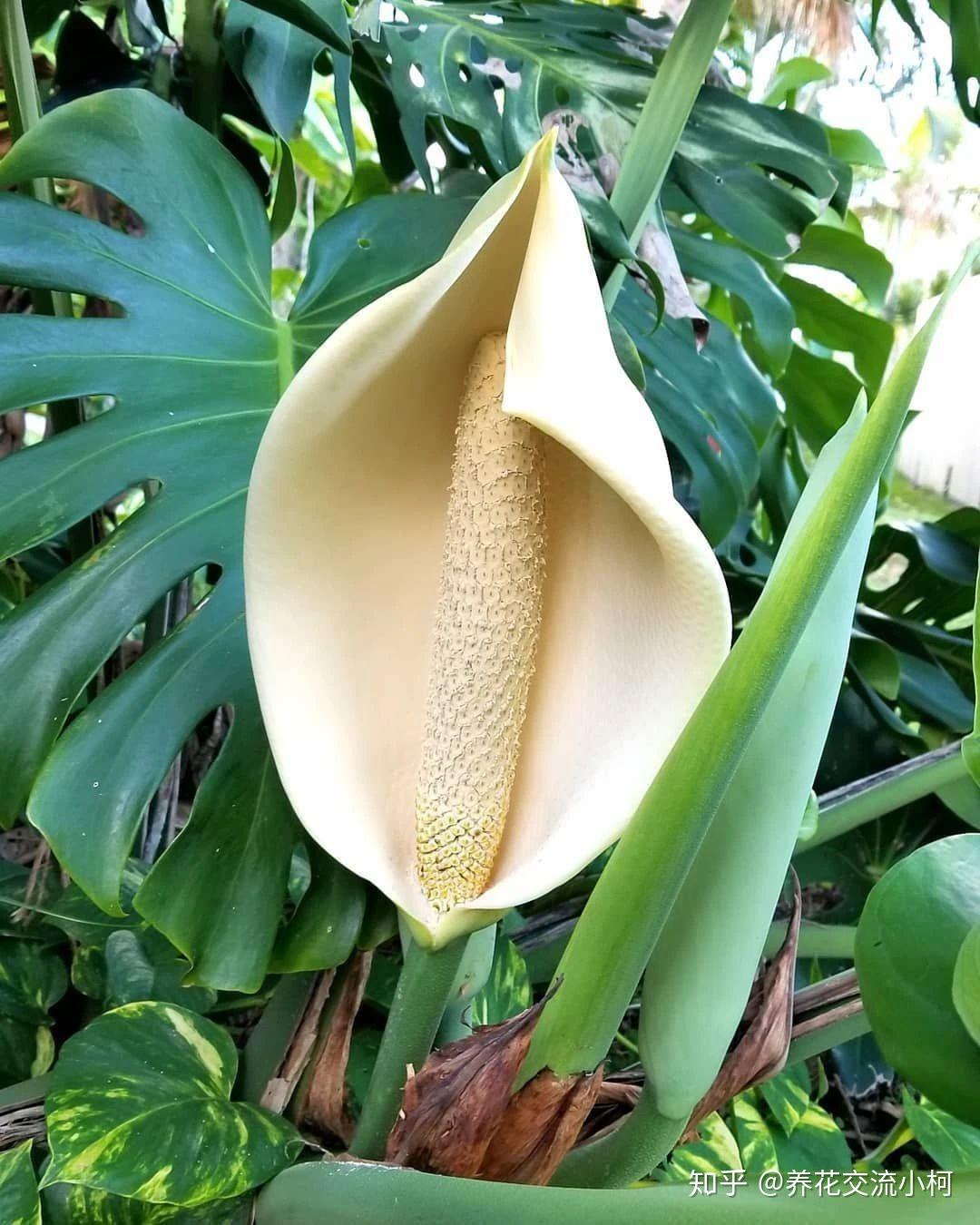 看了龟背竹的花朵和果实,还是觉得它的叶子好看些,附品种介绍 - 知乎