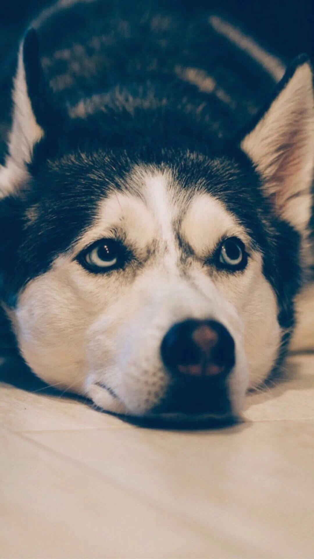 有没有以狗狗为主题的壁纸