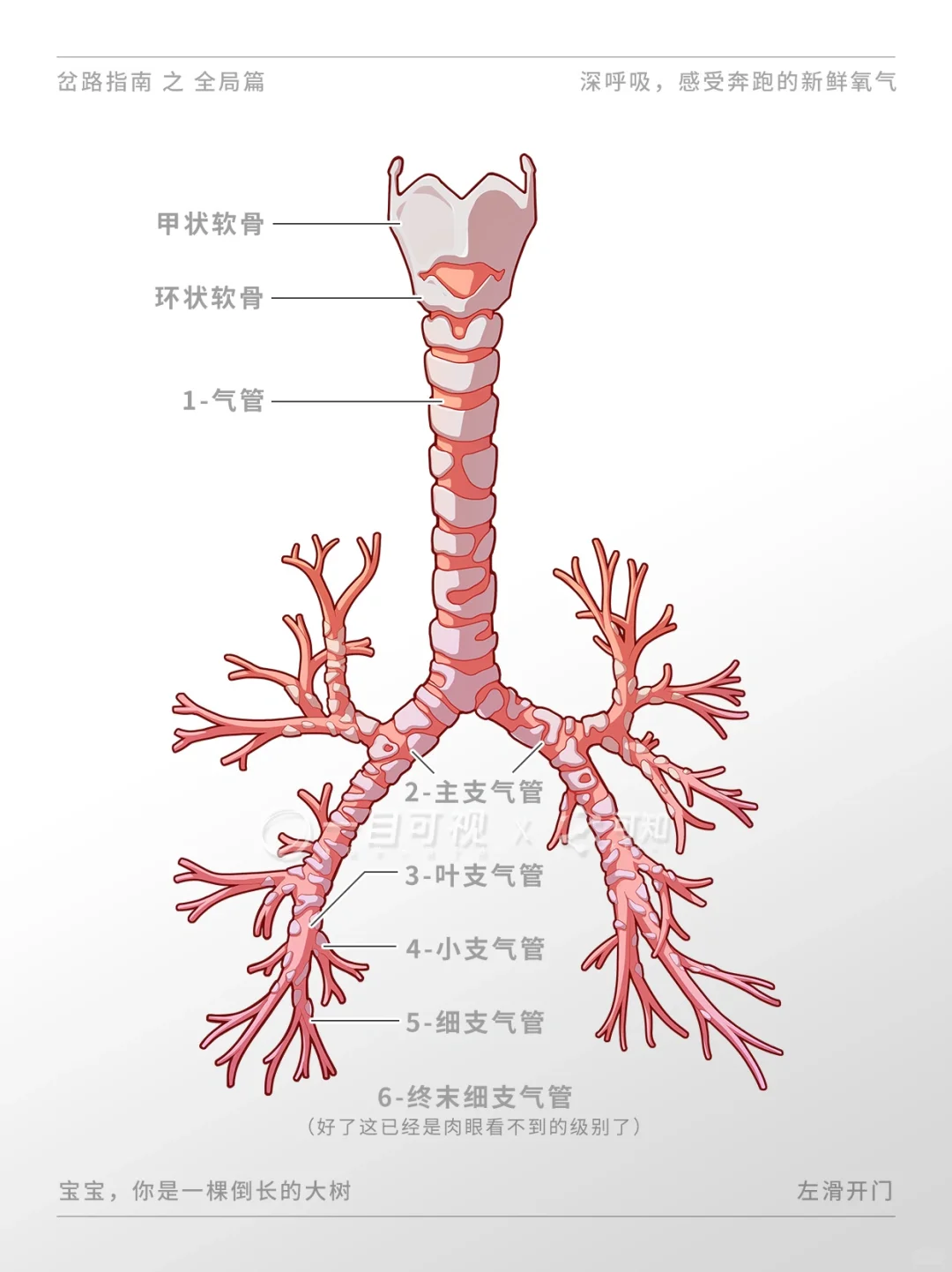解剖笔记之气管的构造 - 知乎
