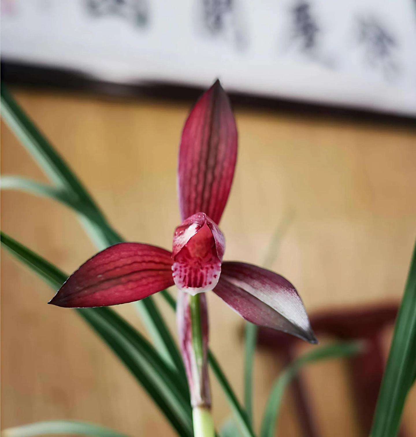 兰花赏析：春兰红花名品鉴赏之九大经典品种解析- 知乎