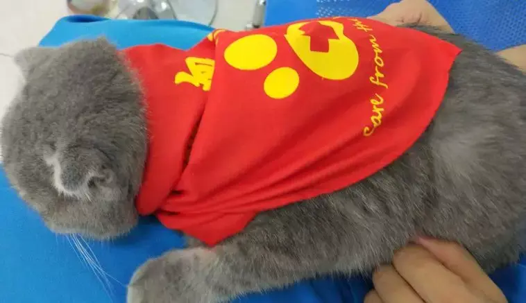 猫咪献血输血有要求?10个基础问题答疑 - 知乎