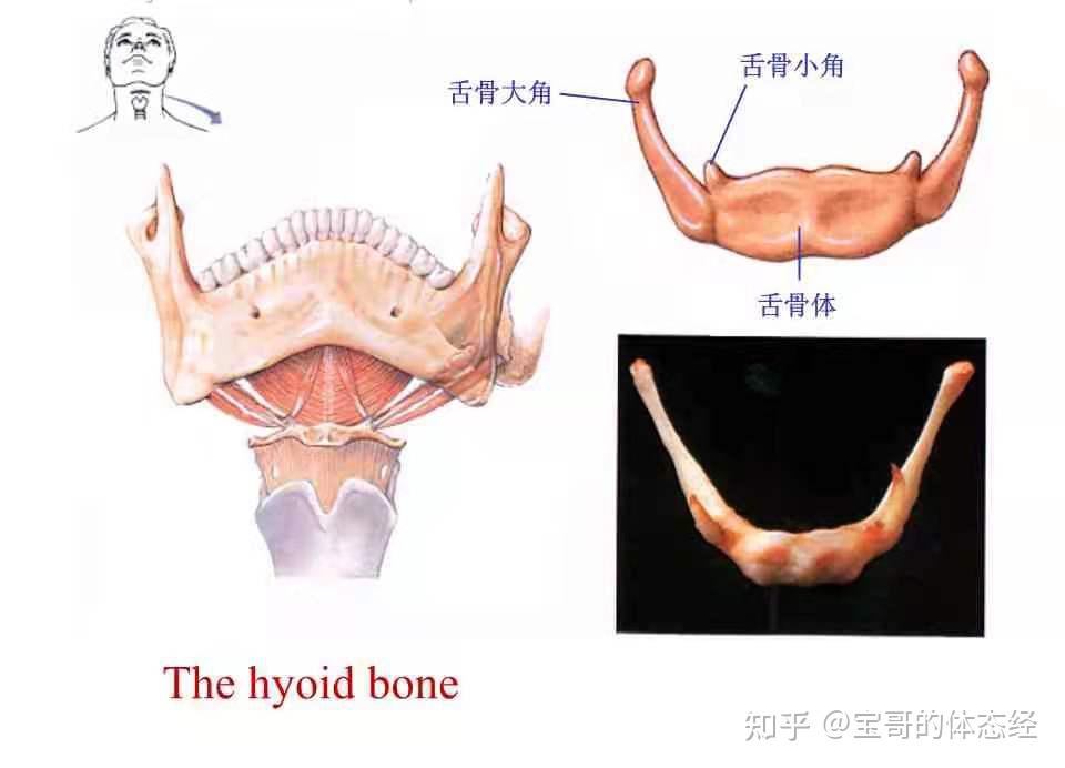 舌骨大角位置图片