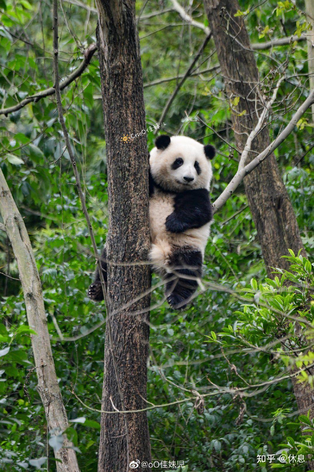 大熊猫和花的腿是有问题吗? - 知乎