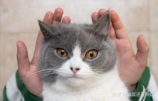 养猫到底好不好?有“科学依据”证明,没有骗你 - 知乎