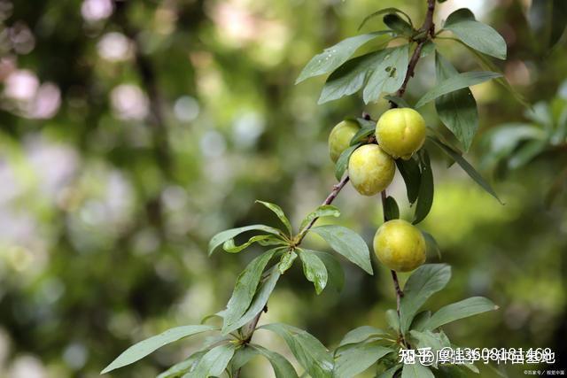 厚强李子苗基地告诉您李子树怎么剪枝,幼树期摘心控制生长 - 知乎