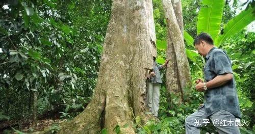 天然沈香木 極上沈梗38g 天然沈香木 極上沈梗38g 天然沈香木 極上沈梗38g