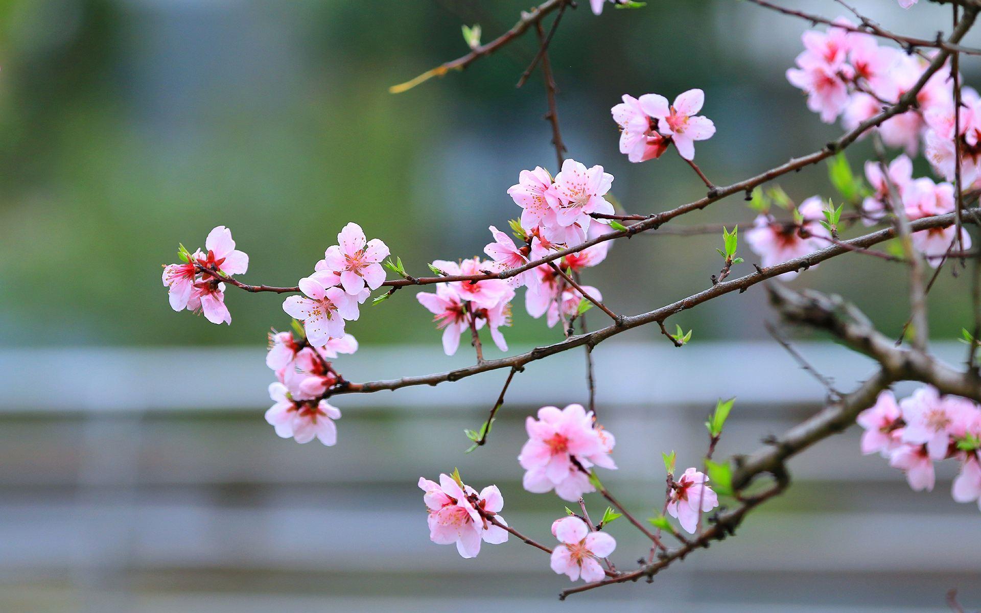 都知道「桃花」代表感情的事,不同情况下「桃花」的特征是什么? - 知乎