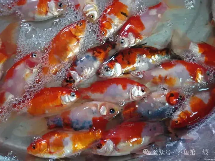 草金鱼(锦鲫)的硬鳞和软鳞 - 知乎
