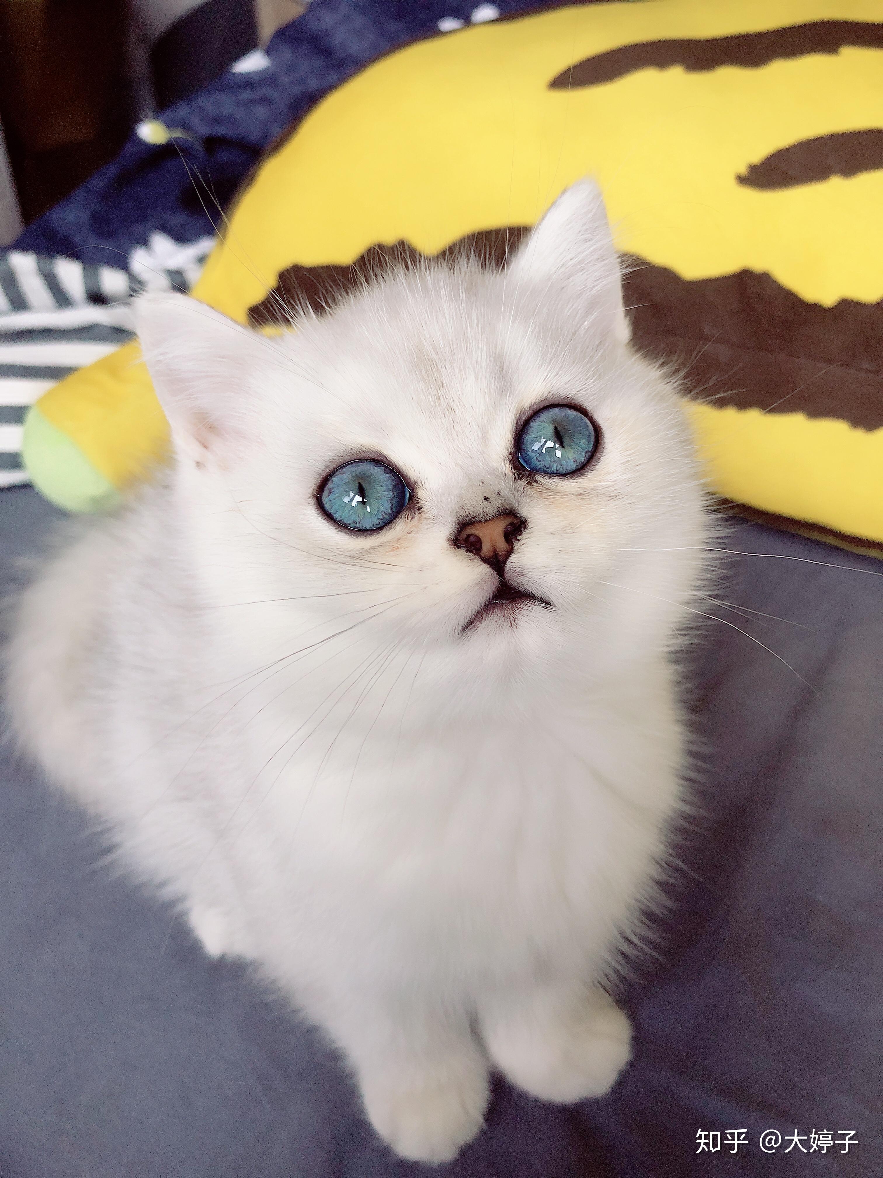 刚买的银渐层英短想问一下这个眼睛算什么颜色哇