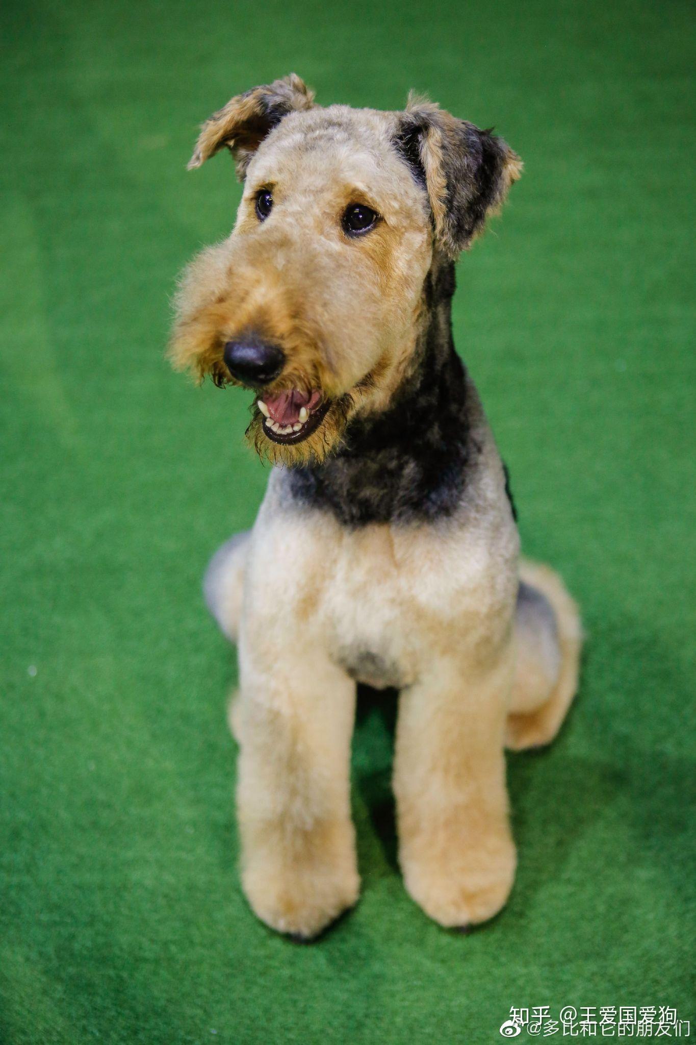 万能梗好养吗?它的优点和缺点有哪些?