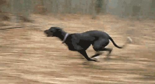 “稀有”灵缇犬,新手能养吗? - 知乎