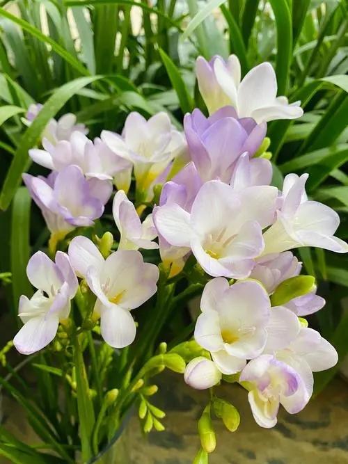 花时光花店的花材 每周一花 春季花材 22年2月22日 雨水节气 花艺师碎碎念 知乎