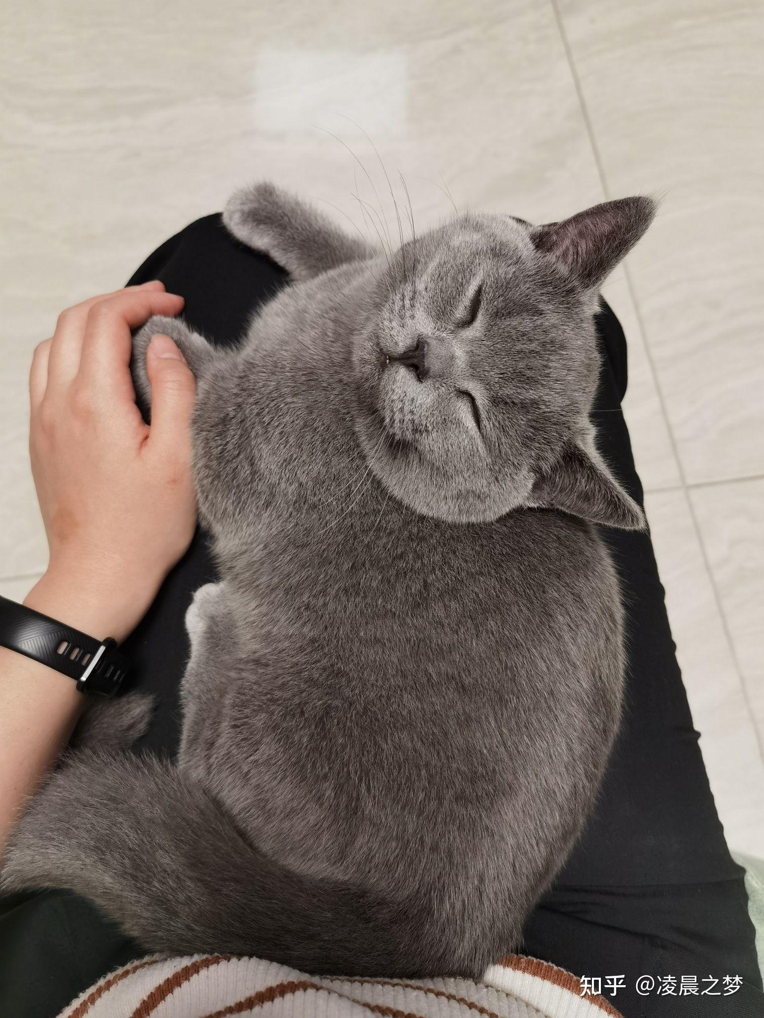 想养一只猫咪，养什么类型比较好？ - 知乎