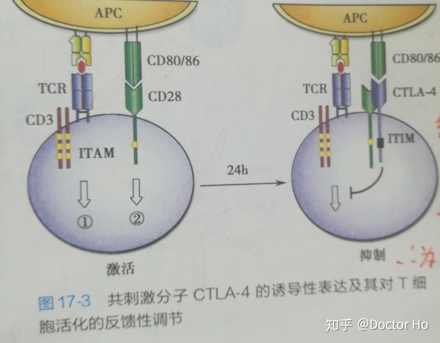 医学免疫学第七版 - 知乎