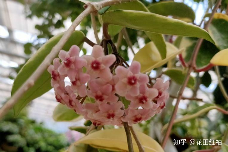 球兰养护小口诀:“1小2控3光4少5留”,生长快,开花满屋飘香 - 知乎