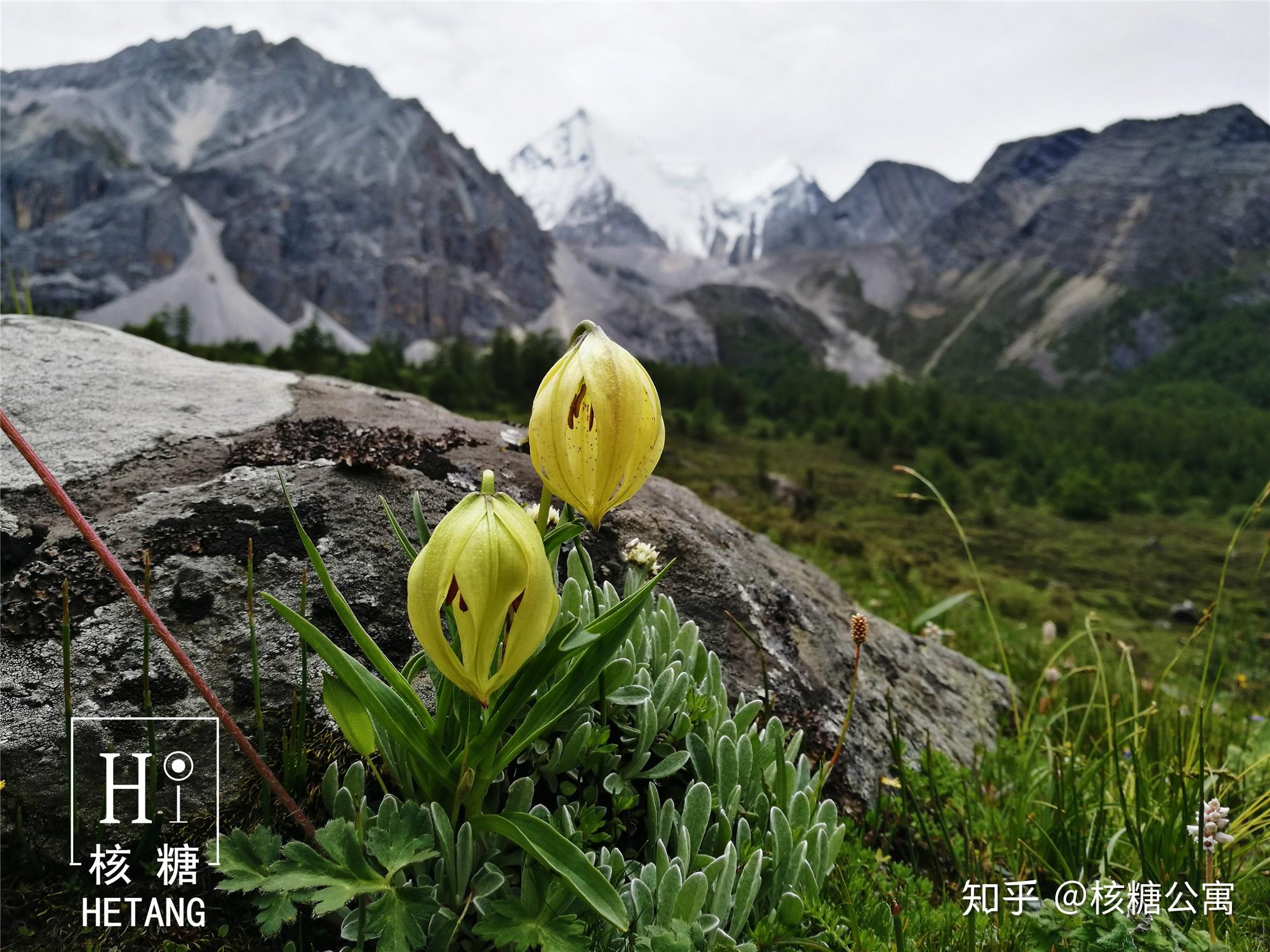 秋英花与格桑花图片