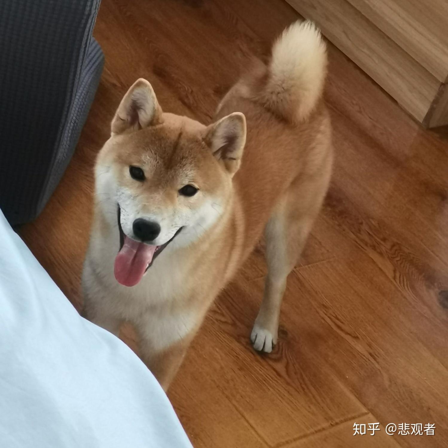我家柴犬5个半月脸部毛色偏黄白色部分很少正常吗