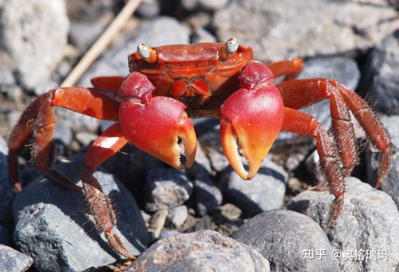 小时候农村田地旁边的水沟里见过的红色螃蟹,问一下有没有知道的,看一