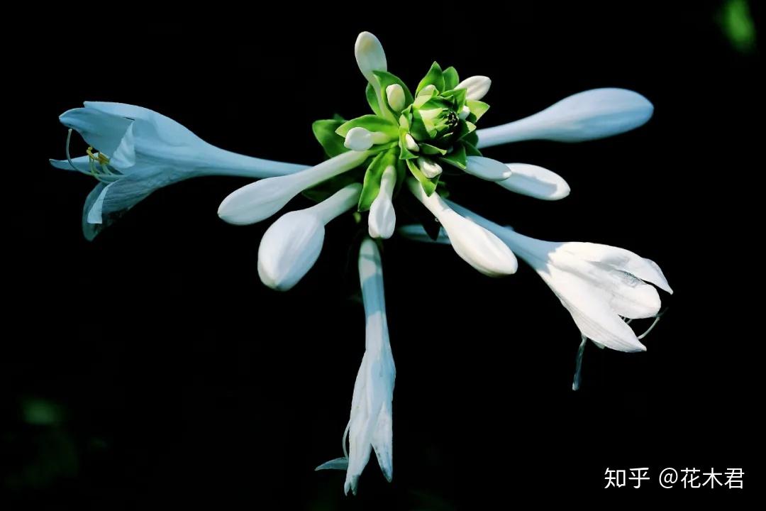 植物科普|有的花卉为何晚上开花?常见的有哪些花? - 知乎