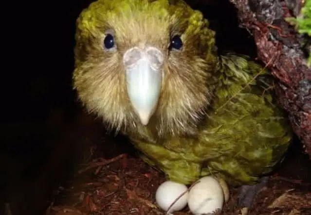 世界上最笨的动物排名(世界上什么动物最笨)