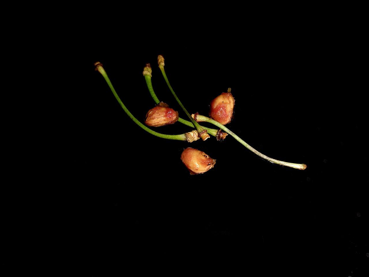 3. 樱桃早熟品种