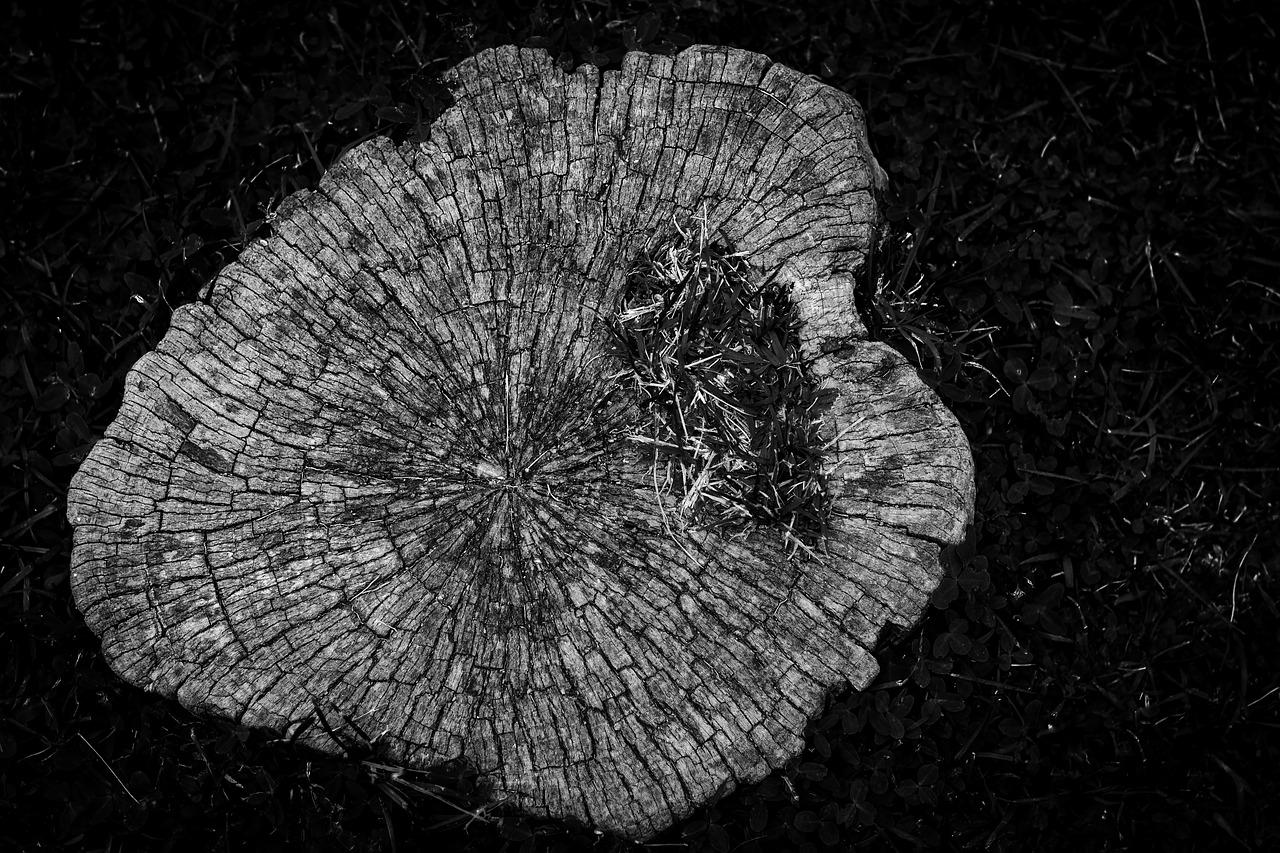 3. 模树养护技巧