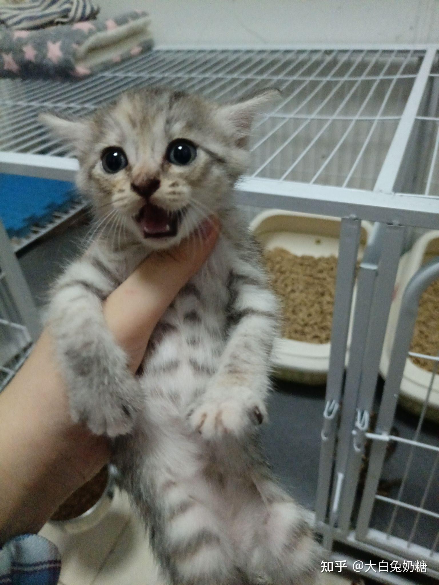这个是银渐层和橘猫的的串吗? - 知乎