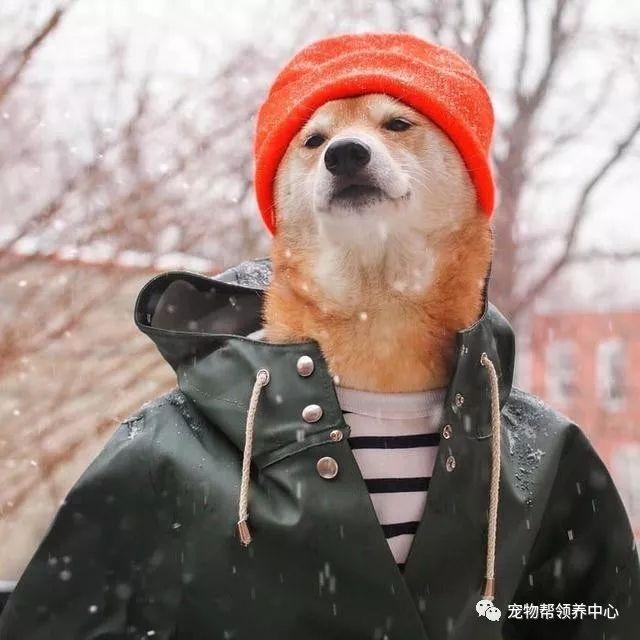 知乎大神有没有跟这个类似的柴犬穿衣服的头像