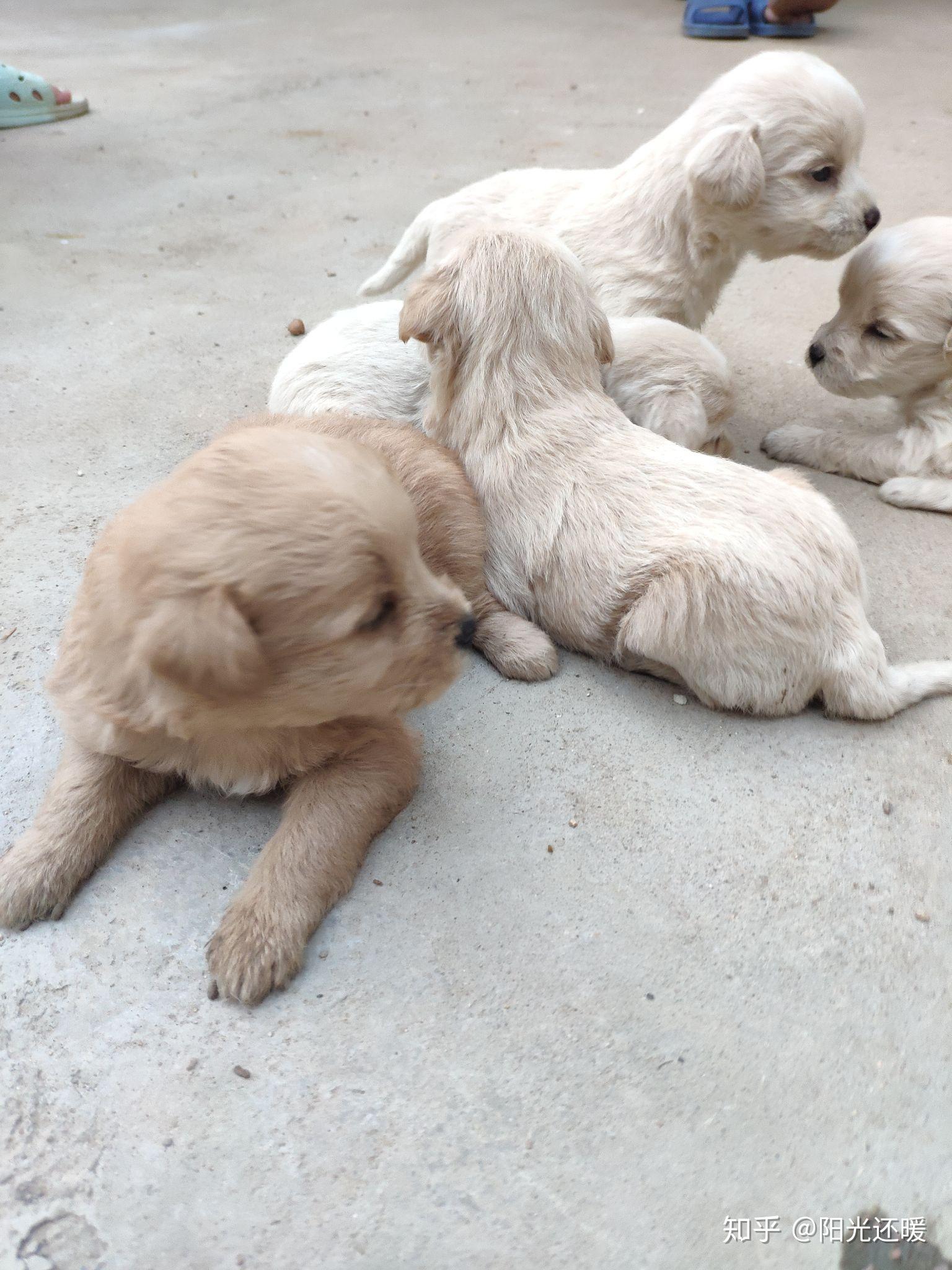 一只母泰迪和一只小土狗交配生出来的小狗是什么形态的