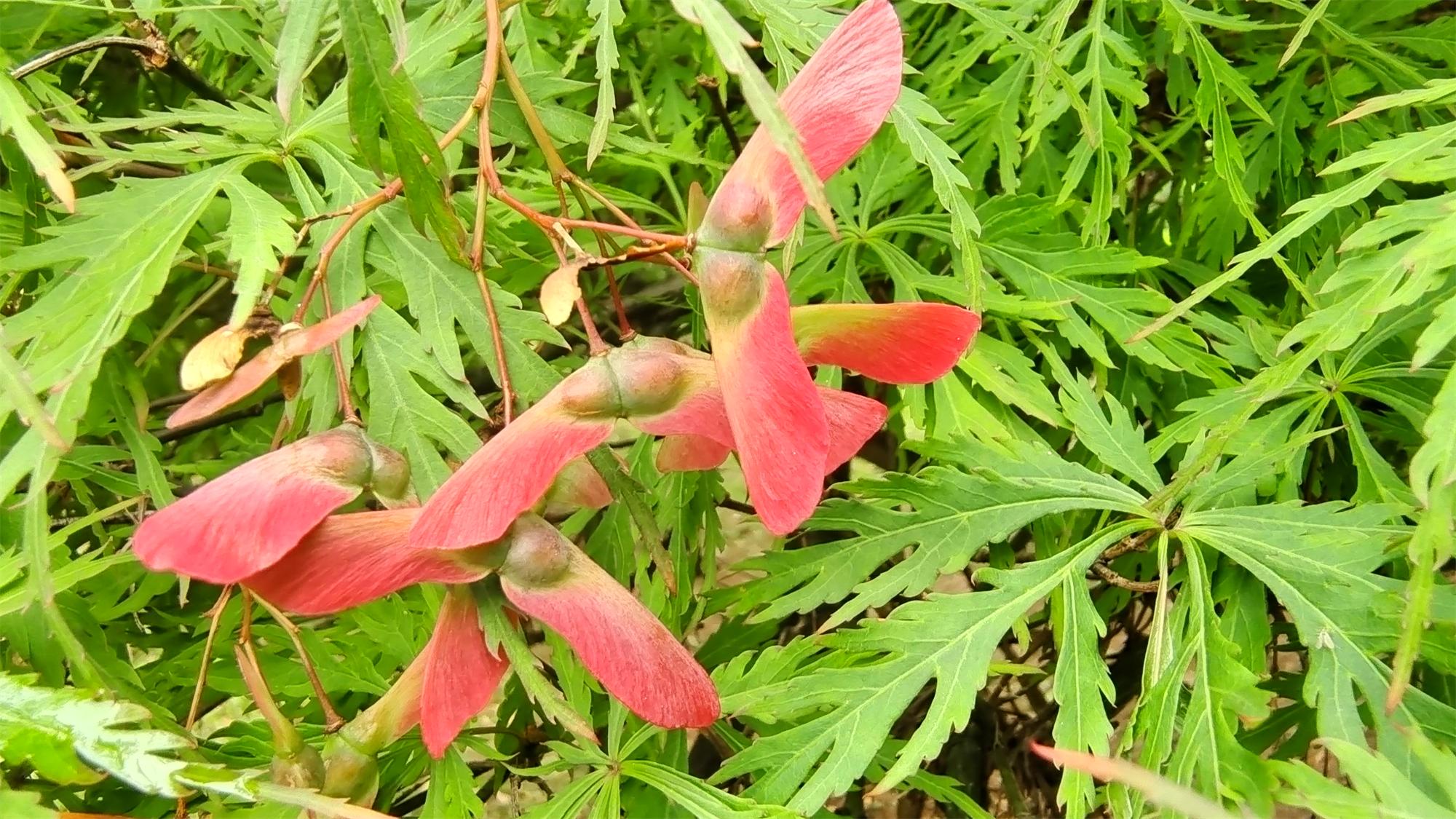 槭树的翅果有什么意义? - 知乎